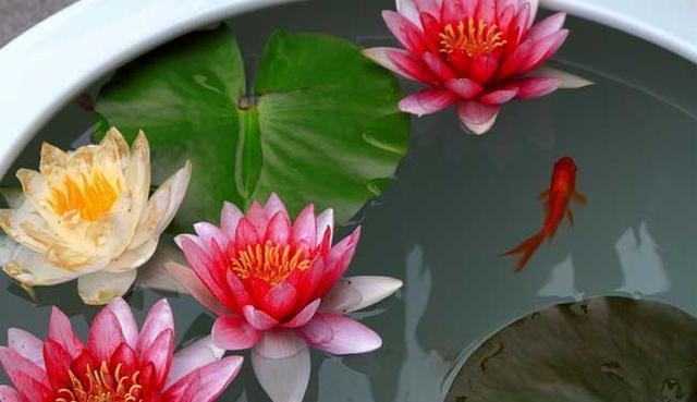 碗莲怎么养才能迅速开花,碗莲如何养殖能多开花