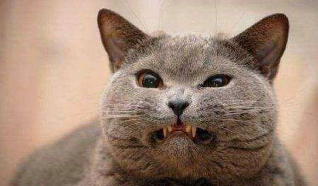 痛风和阑尾炎哪个痛一点,奇葩病号