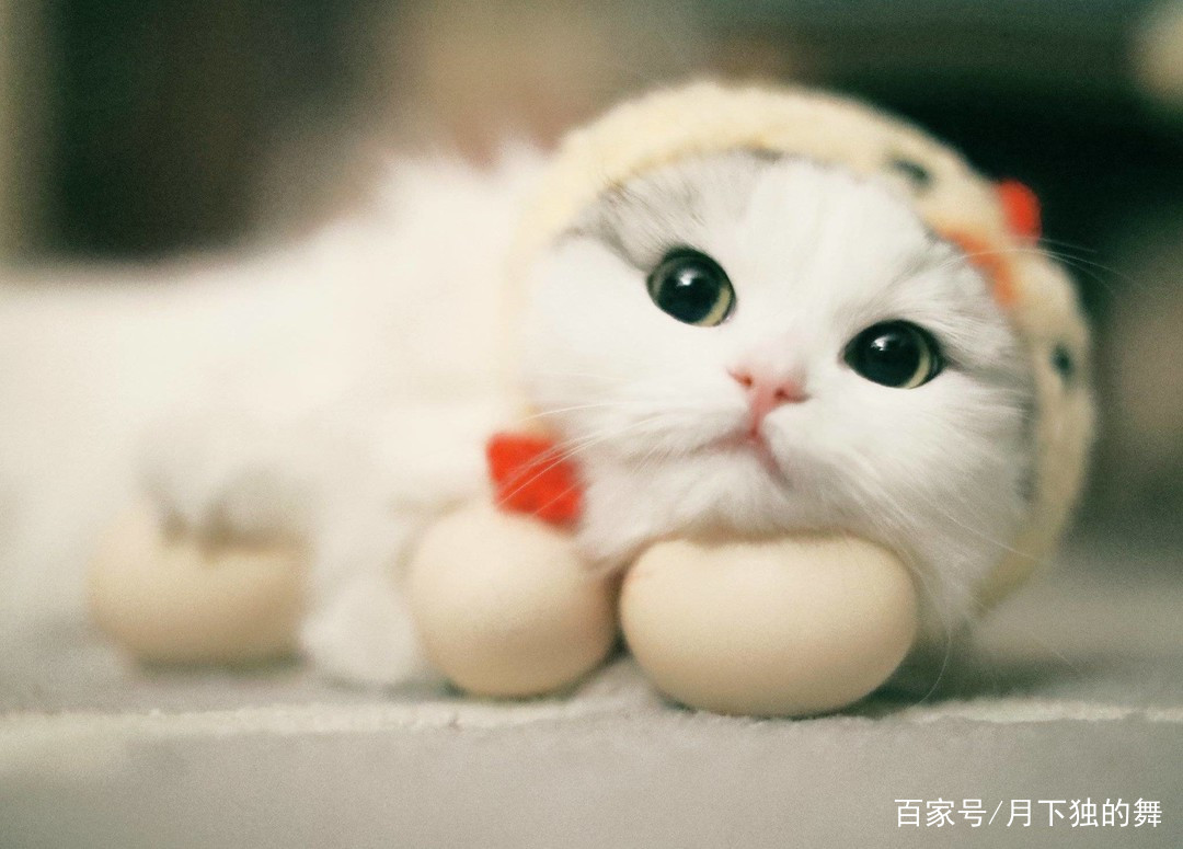 猫咪怕生怎么养熟,成年猫咪出门胆子小怎么纠正