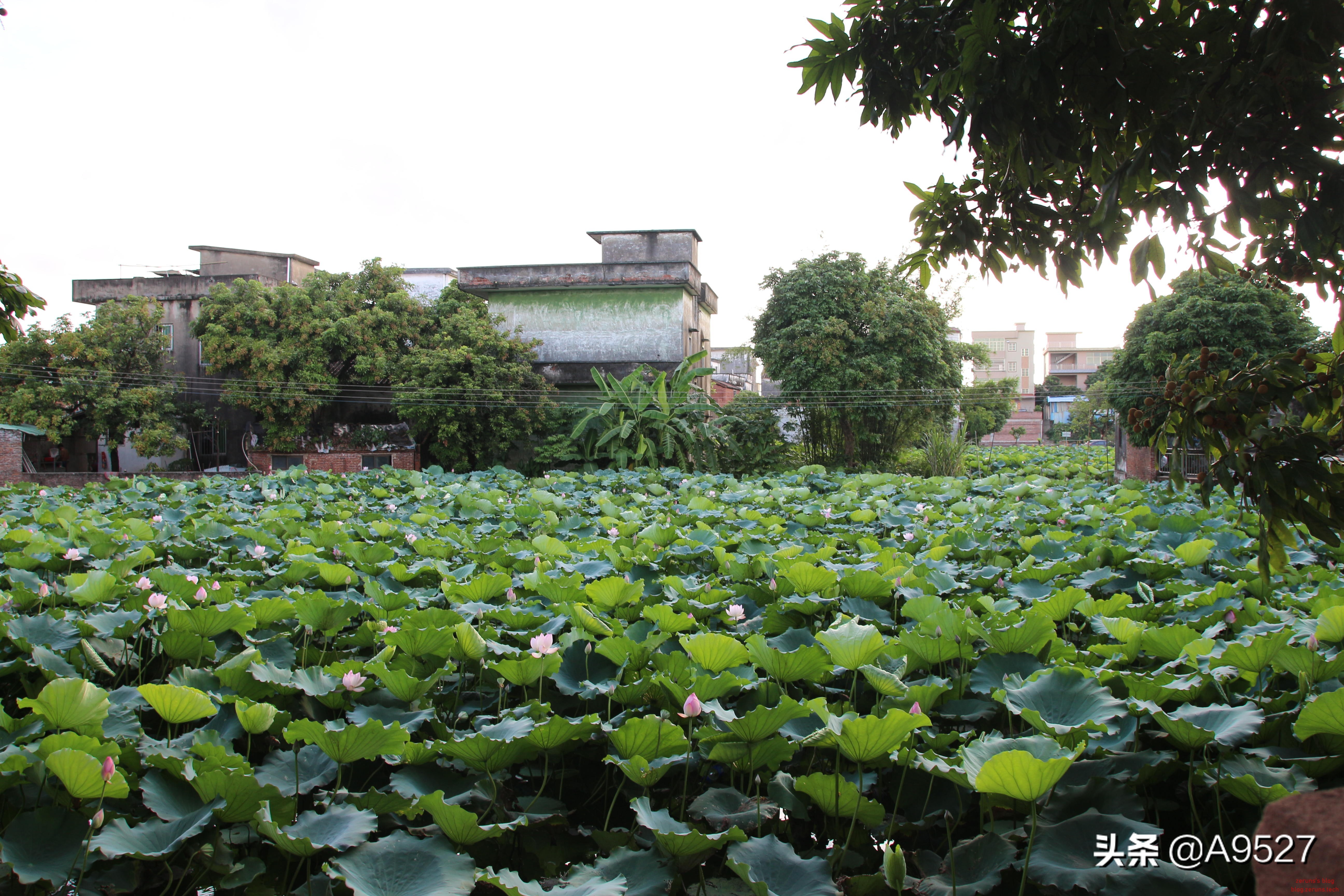 适马1770二代镜头素质如何,适马10-20镜头一代与二代