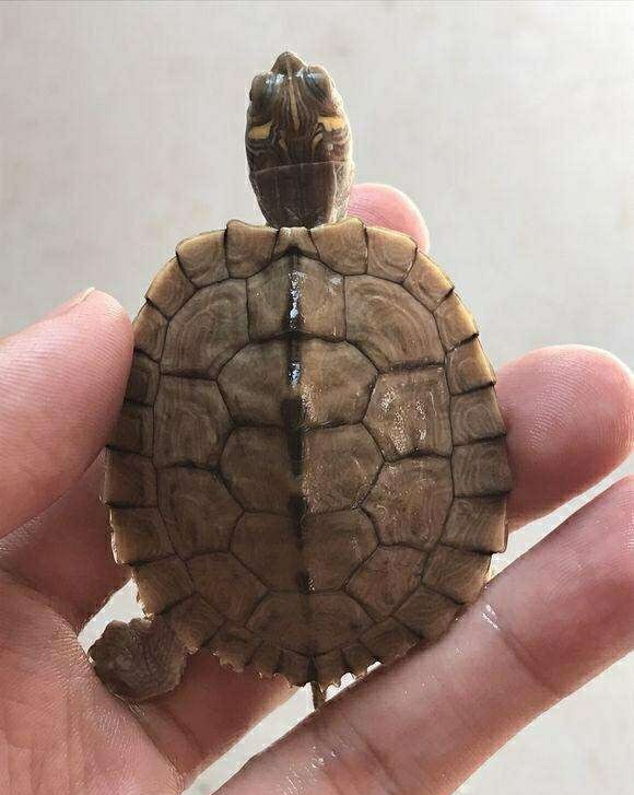 新手养龟自制龟缸,推荐新手龟