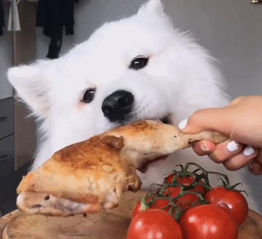 萨摩耶可爱背后的真相你了解吗,养萨摩耶的真实心酸