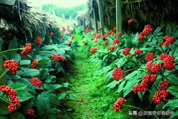 金日成爱吃的它,居然已经在国内绝迹?