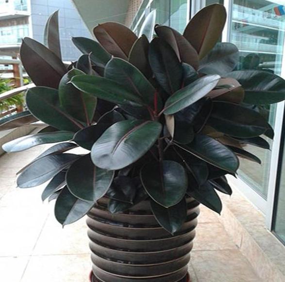 室内盆栽植物怎么杀菌,家里绿植叶子怎么清洁更亮