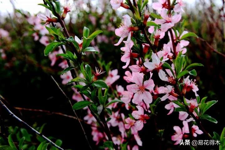 疆果新疆特产薄皮核桃,新疆的扁桃优良品种有