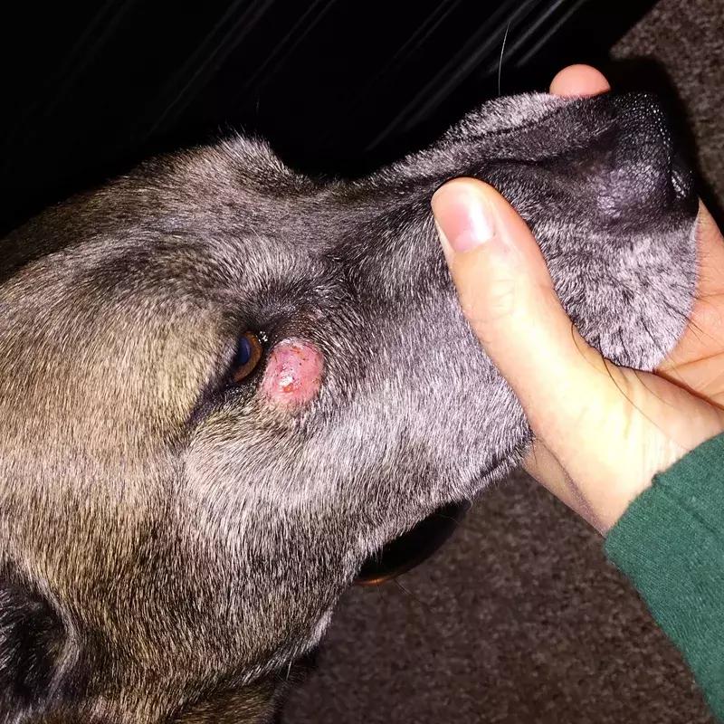 狗狗身上起红疹子是怎么回事,狗狗身上起红疹又脱毛