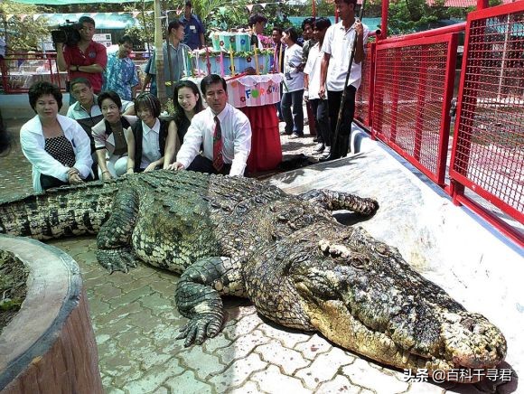 湾鳄洛龙的体型,洛龙是体型最大的鳄鱼吗