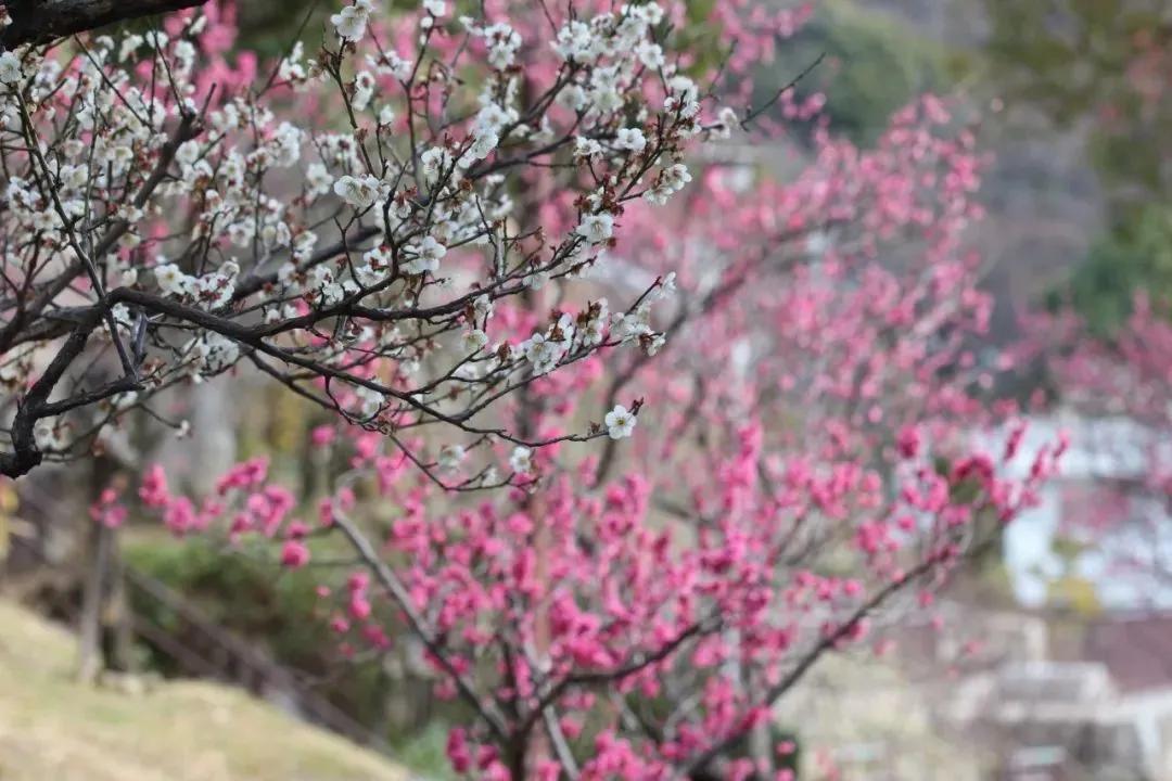 拍梅花技术的技巧和方法,拍梅花的最佳方法