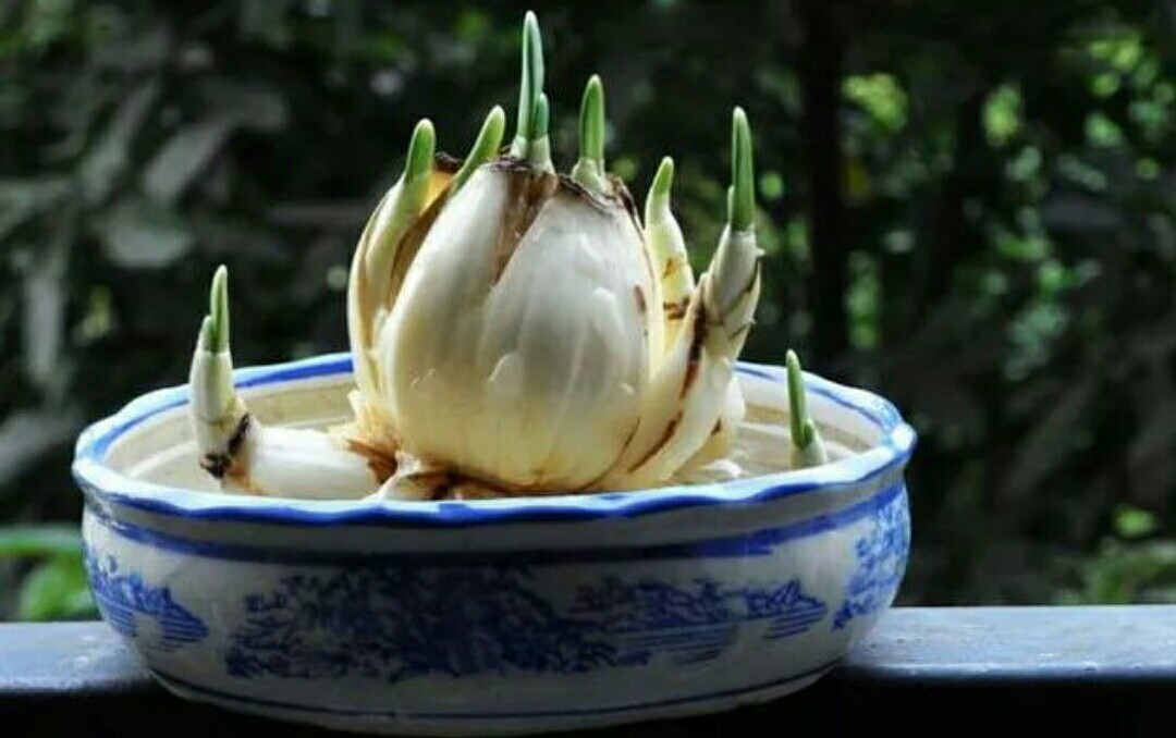 水仙高贵典雅，出现“哑花”影响观赏性，应如何预防？