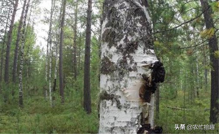 上万棵树才长一个，常有人去找寻，泡水受喜爱，俗称“桦树泪”