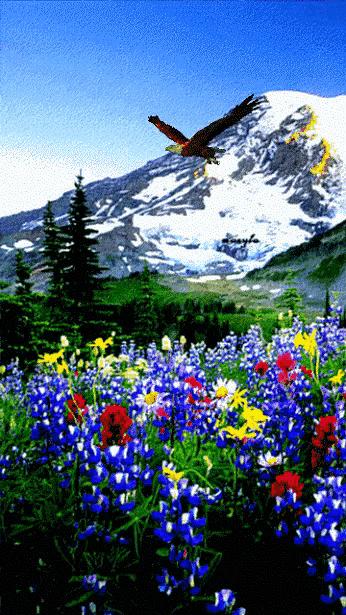 山水花鸟图片欣赏及名称,画花鸟鱼虫活灵活现