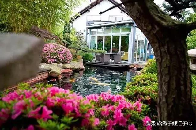 养鱼的水藻可以干嘛,养鱼里的水藻怎么清理