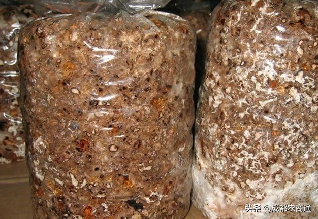 种植香菇大棚一亩投资多少钱,香菇的种植和管理技术