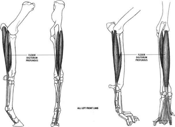 人体胳膊变异,人体十大变异