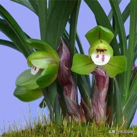春兰怎么养又粗又好看,春兰哪种好养