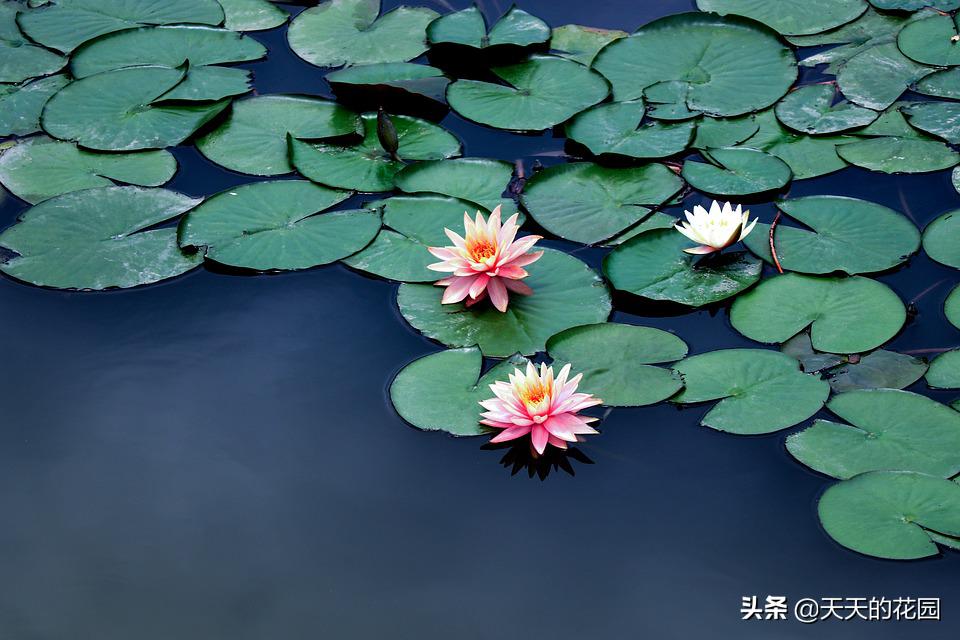 睡莲多了如何让睡莲分批开花,睡莲如何养护才能快速开花