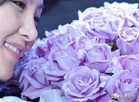 100种玫瑰高清,100种玫瑰花品种