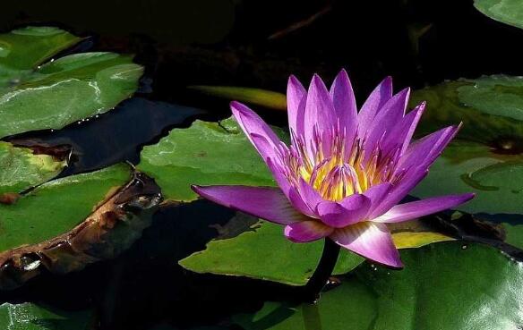 睡莲的水培方法睡莲可以全水养吗,睡莲盆栽种植条件和方法