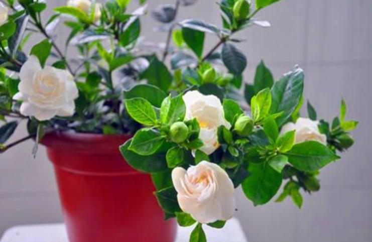 栀子花怎样养护才能养得好,栀子花养殖和护理方法