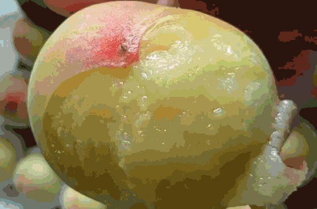 水蜜桃推荐汁水多吃起来很软,爆汁香甜水蜜桃
