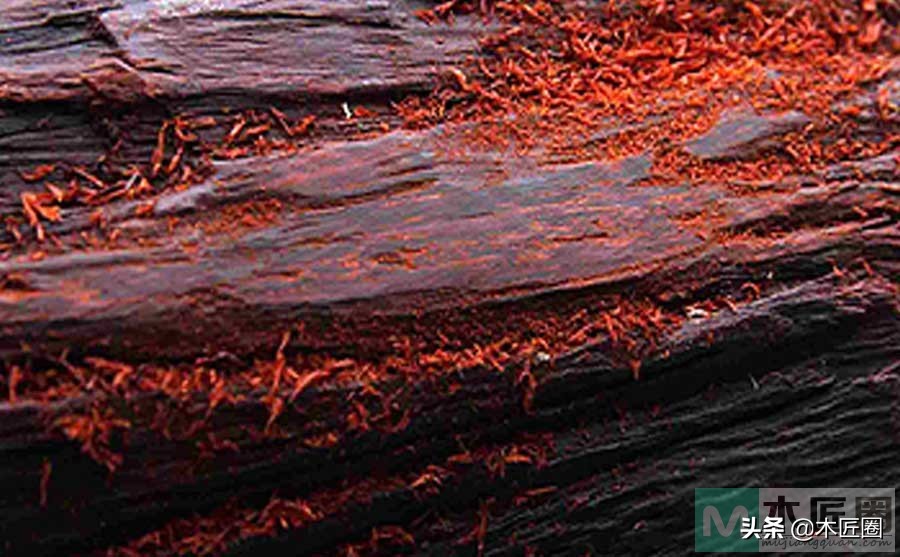 满天星小叶紫檀怎么鉴别真假,小叶紫檀新手鉴别方法视频