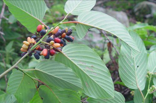 江西农村才有的31种正宗野果,农村100种野果图片带名称大全