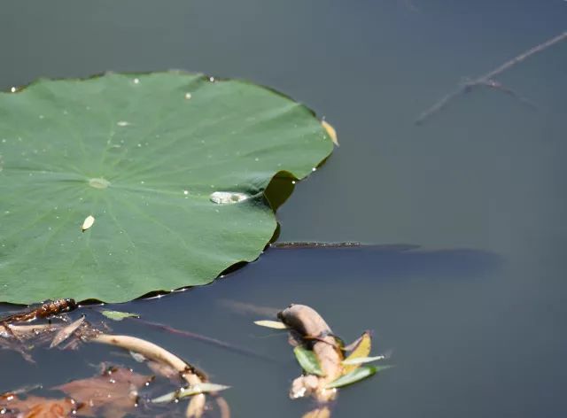 黑鱼常识,关于黑鱼的科普知识介绍