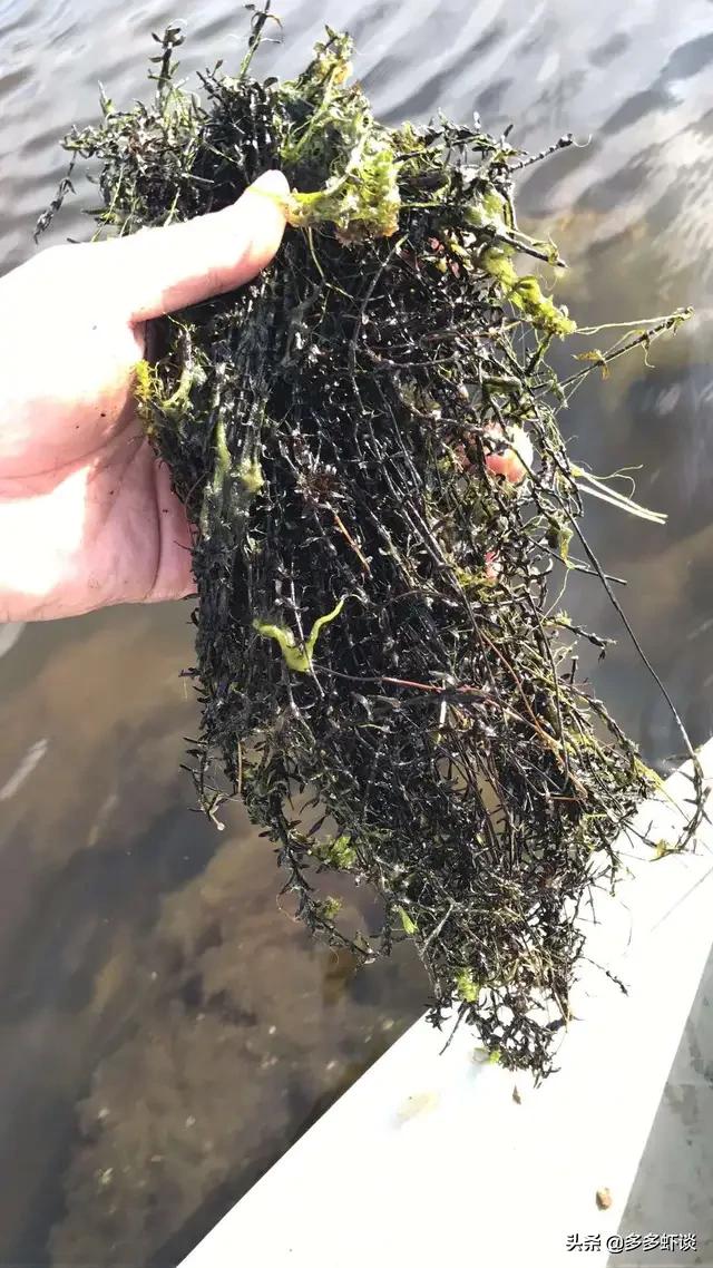 小龙虾五月瘟什么时间结束,小龙虾五月瘟的解决办法