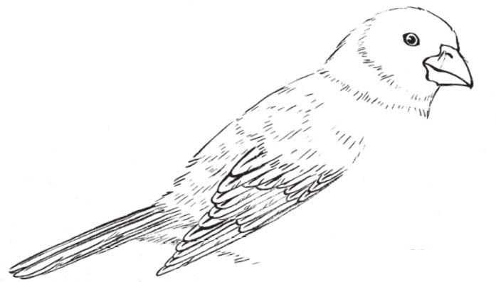 蜡嘴雀工笔画,蜡嘴鸟画画教程