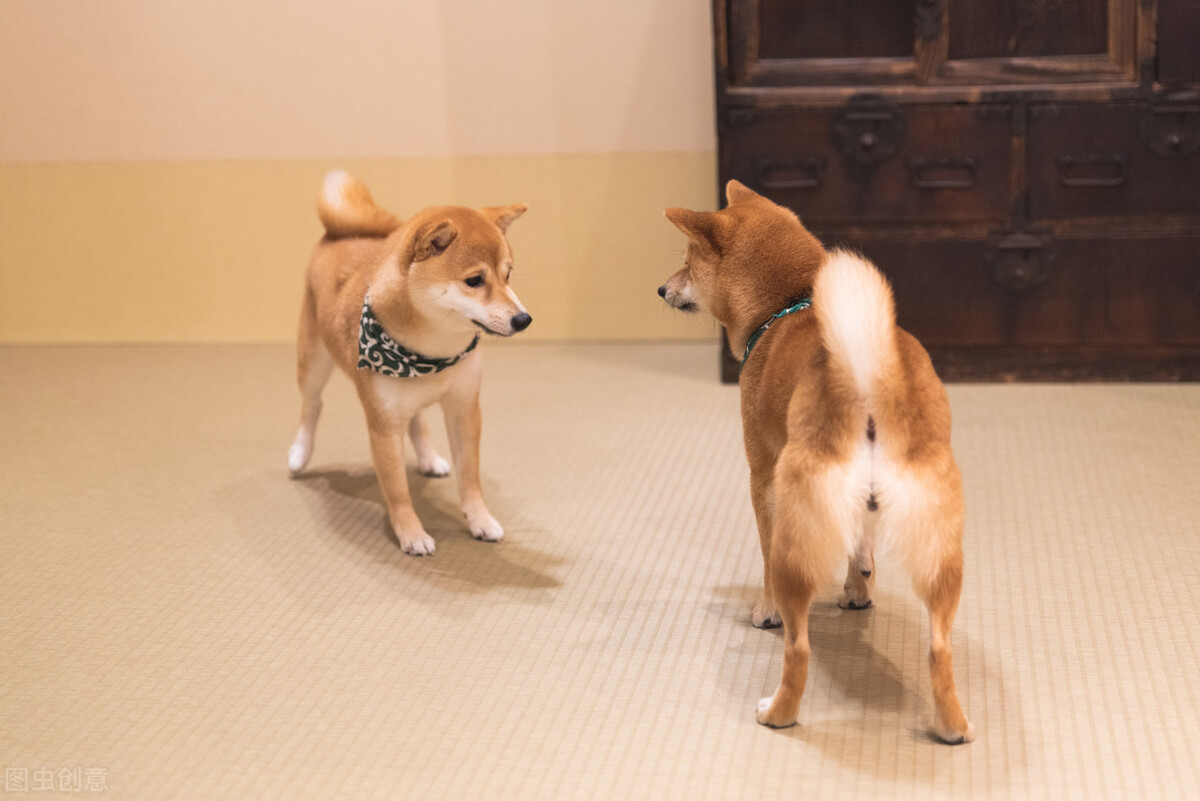 为什么不能养日本柴犬呢,柴犬有什么优点怎么那么呆萌可爱