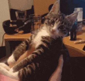 铲屎官别怕猫咪来保护你,猫咪对铲屎官的占有欲