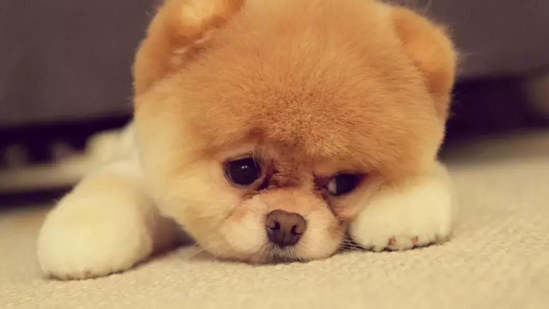 真香预警有哪些,怎样通过宠物粪便判断健康