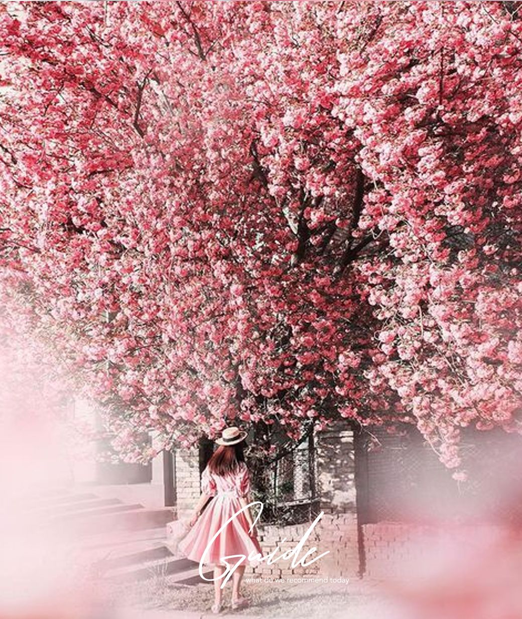 小众赏樱胜地,魔都赏樱旅游攻略