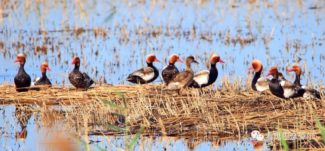 七分钟带你领略大美乌拉特前旗 (带你去看乌拉特前旗)