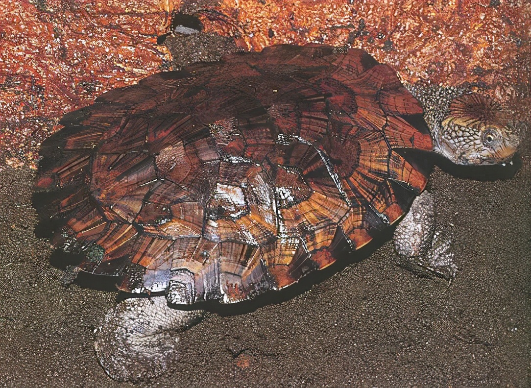 各种龟类图片大全大图,龟类展示会