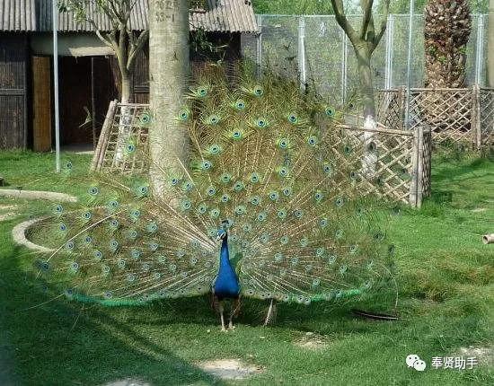 奉贤区南桥镇旅游景点,上海奉贤景点推荐一日游最佳路线