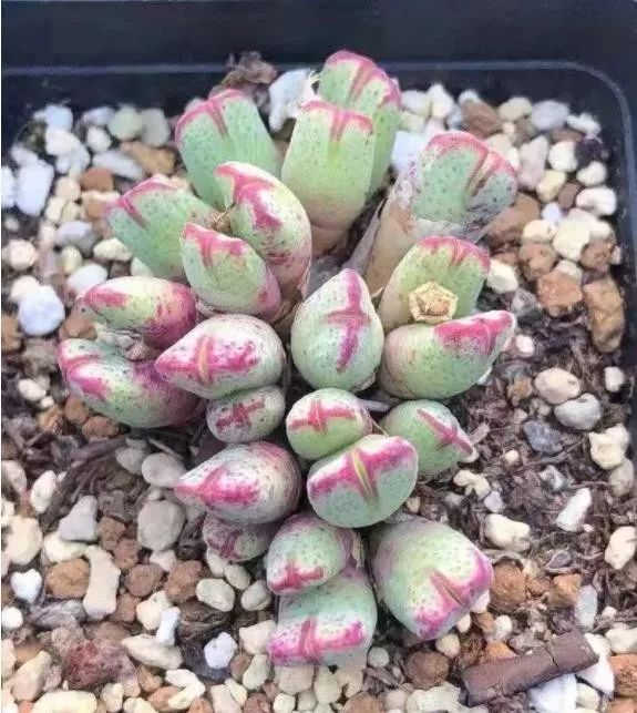 2023多肉展会直播,2023上海多肉植物展