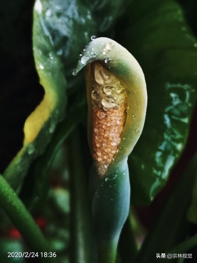 一年又一年之2020•02