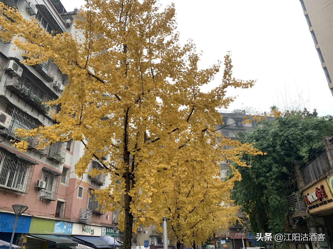 泸州城中公孙树，金装上阵为江阳，不应该错过的酒城冬季美景