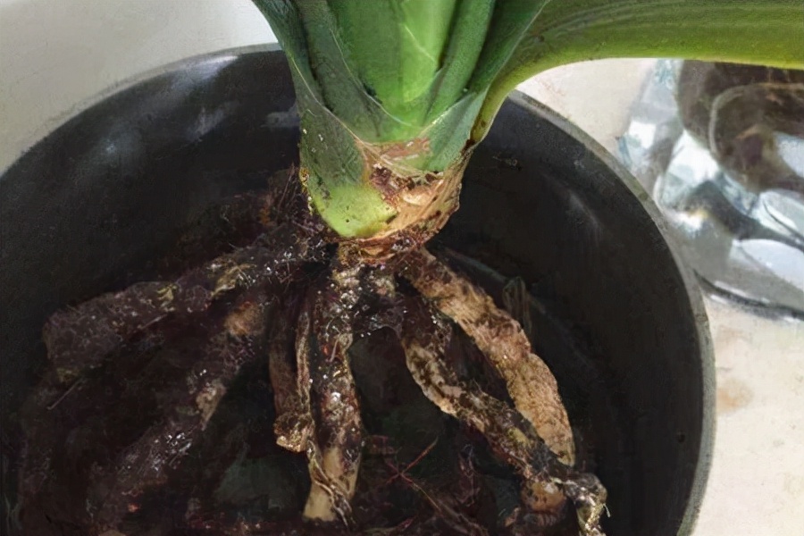 一年四季不死的十种花水养,浇水过多死的植物