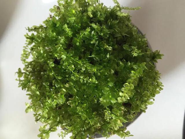 苔藓植物怎么养护,苔藓怎么养才是最好的