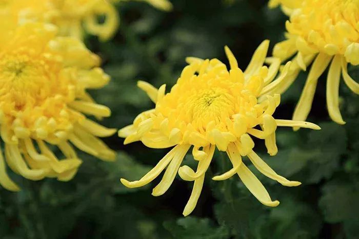 知否知否林小娘为什么不害明兰,知否和李清照有关系吗