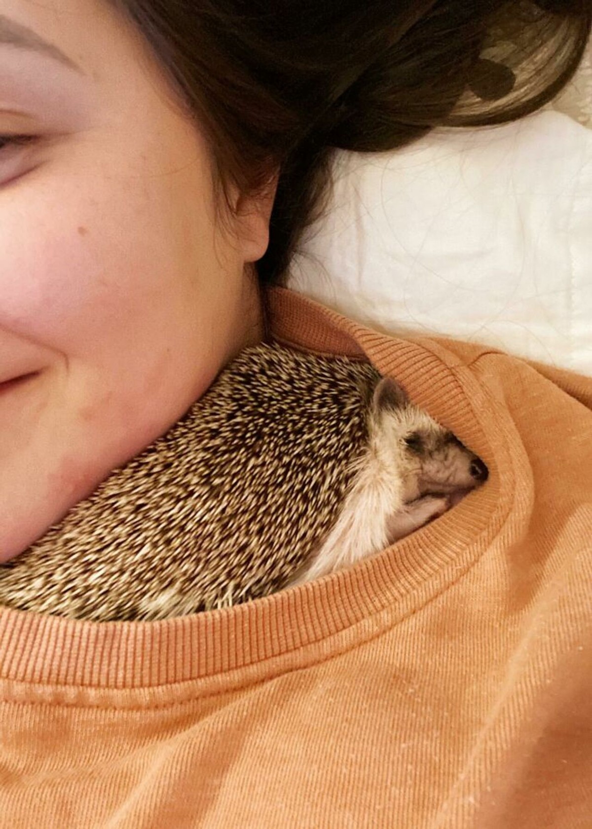 野生刺猬和宠物刺猬的图片,宠物刺猬的真实图片