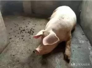 母猪便秘不用愁,试试这八种解决方法!