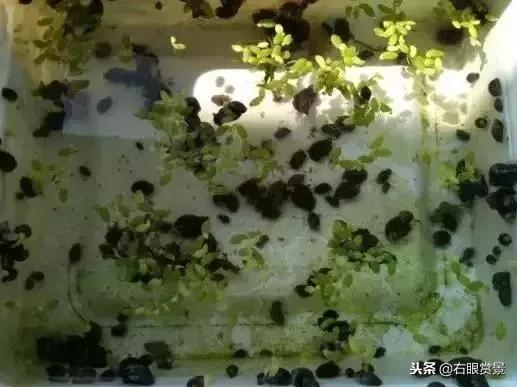 那些年让你防不胜防的草缸偷渡客