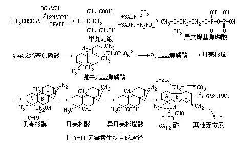 920赤霉素的作用,赤霉素920在柑橘上的应用