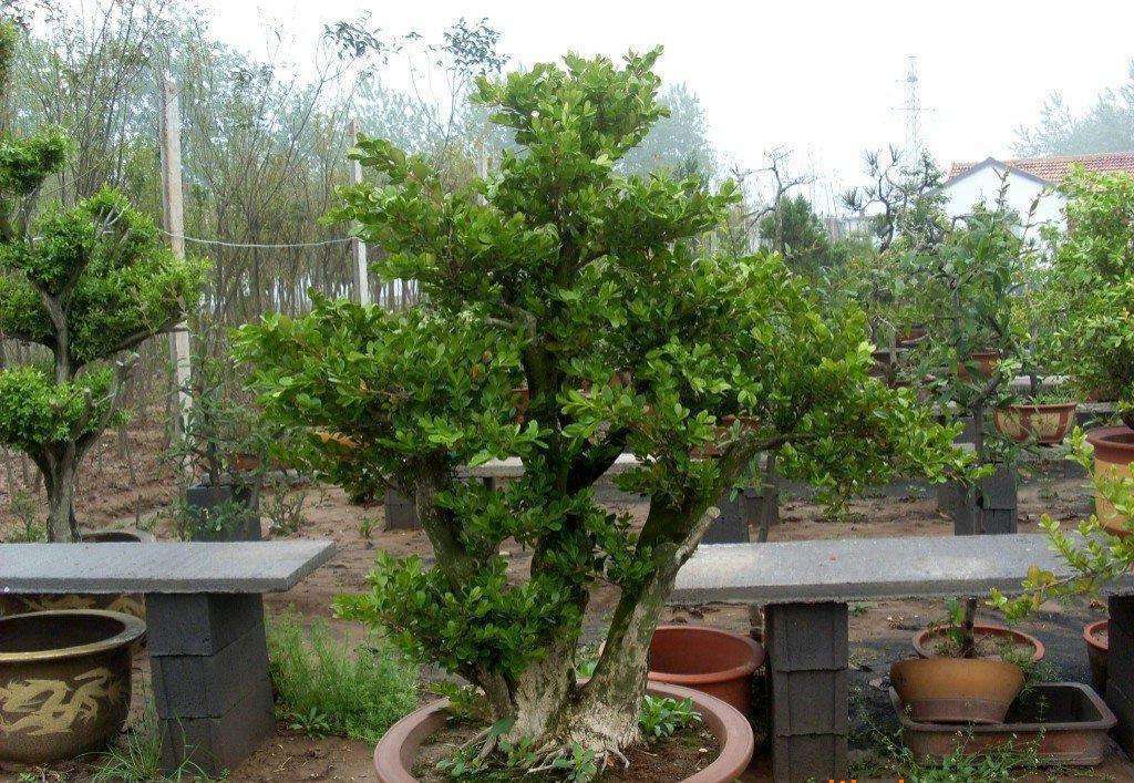 制作盆景的入门技巧,怎样制作盆景