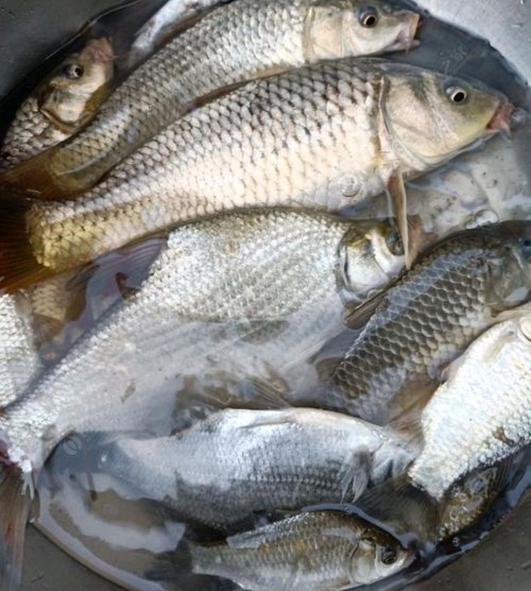 武昌鱼暂养方法,武昌鱼的生活习性