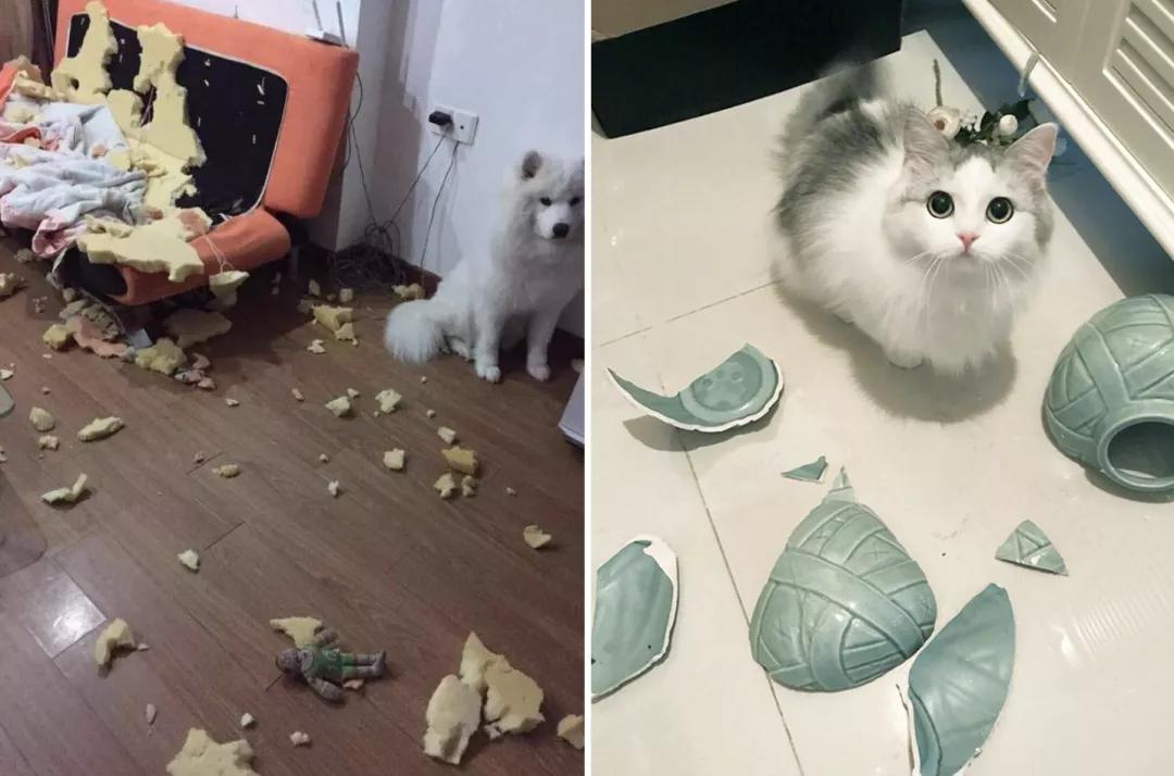 有宠一族必看：啥家庭条件呀，好几万的沙发随便毁？