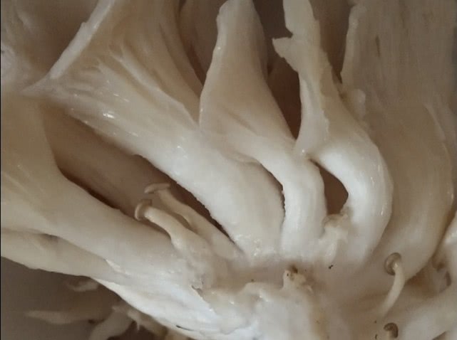 酥炸平菇的家常做法,酒店炸平菇脆脆的做法